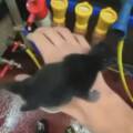 L&rsquo;affaire des chatons du Doubs : APA reste pleinement mobilisée jusqu’à l’audience de février 2027