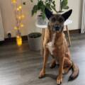 Hommage à Clara, une protégée d&rsquo;Action Protection Animale